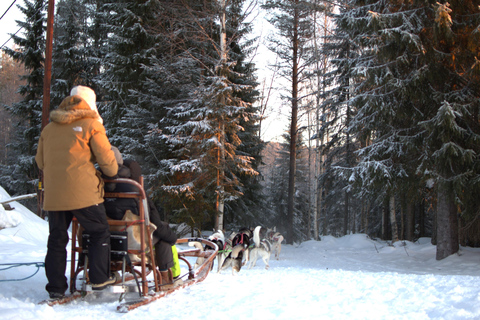 Luleå: Guided Dog Sledding Tour