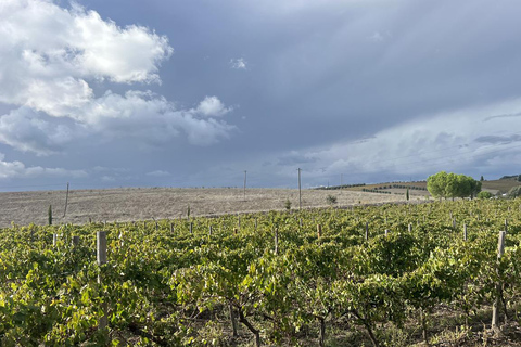 Evora, vignoble et fabrique de bouchons : Transport privé d&#039;une journée