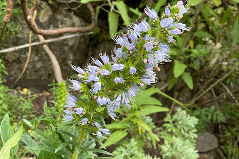 Gran Canaria: excursie naar de Barranco de los CernícalosGran Canaria: trip naar de Barranco de los Cernícalos