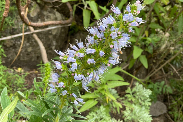 Gran Canaria: excursie naar de Barranco de los CernícalosGran Canaria: trip naar de Barranco de los Cernícalos