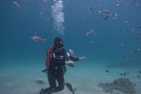 From Dubai: Try Scuba Diving, Snorkeling with Transfer