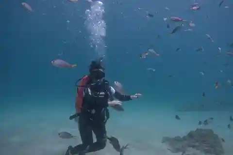 Depuis Dubaï : Essayez la plongée sous-marine, la plongée en apnée avec barbecue et transfert