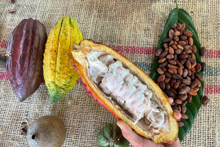 Medellín: Cacao Farm Private Guided Tour