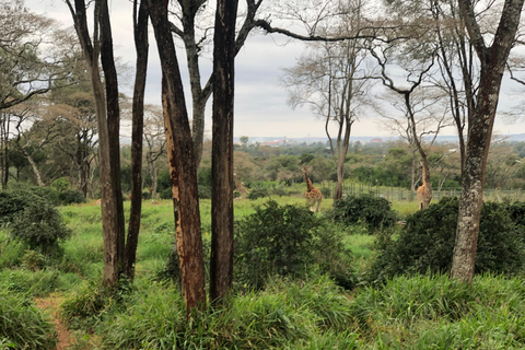 Halvdagstur i Nairobi med kaffebyar och kaffefabriker