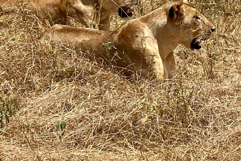 Mombasa/Diani: 2-Day Tsavo East Safari with Meals Private day tour to Tsavo East National Park - VAN