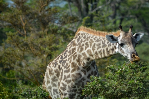 Desde Zanzíbar: El mejor día de safari en Selous con vuelos