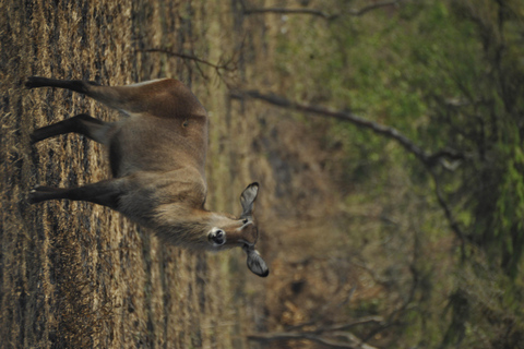 Uganda: 3-Day Lake Mburo National Park Adventure Tour
