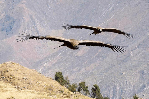 Från Arequipa: Colca Canyon Excursion 2D med slut i Puno