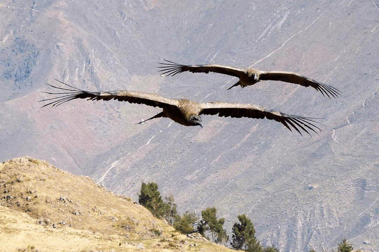 Från Arequipa: Colca Canyon Excursion 2D med slut i Puno