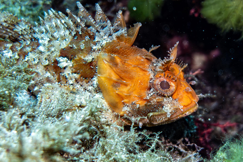 Mallorca: duiken zonder brevet met een duikinstructeur vanaf de boot - Cap de FormentorProbeer Scuba - Proefduiken
