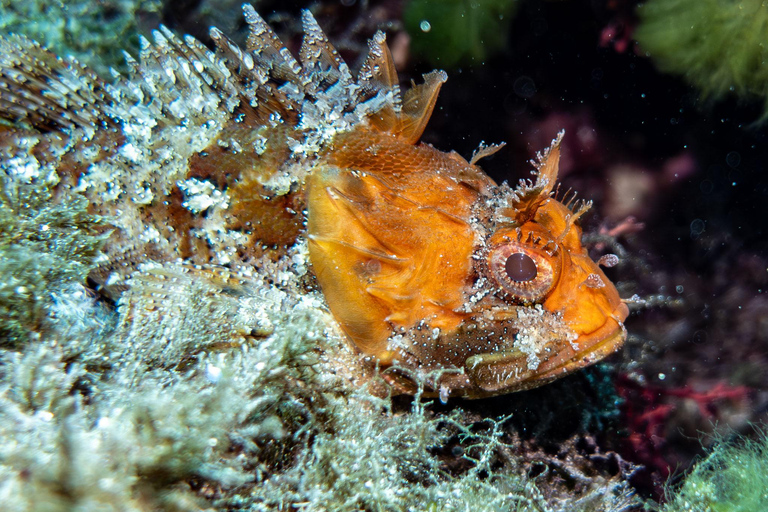 Mallorca: duiken zonder brevet met een duikinstructeur vanaf de boot - Cap de FormentorProbeer Scuba - Proefduiken