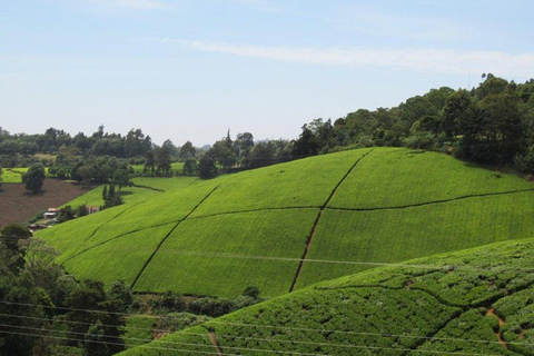 Nairobi: Kiambethu Tea Farm Guided Tour