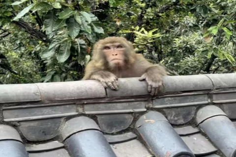 Sichuan: Lushan Mountain Entry Ticket Free Access + Upward Cableway + Downhill Slide