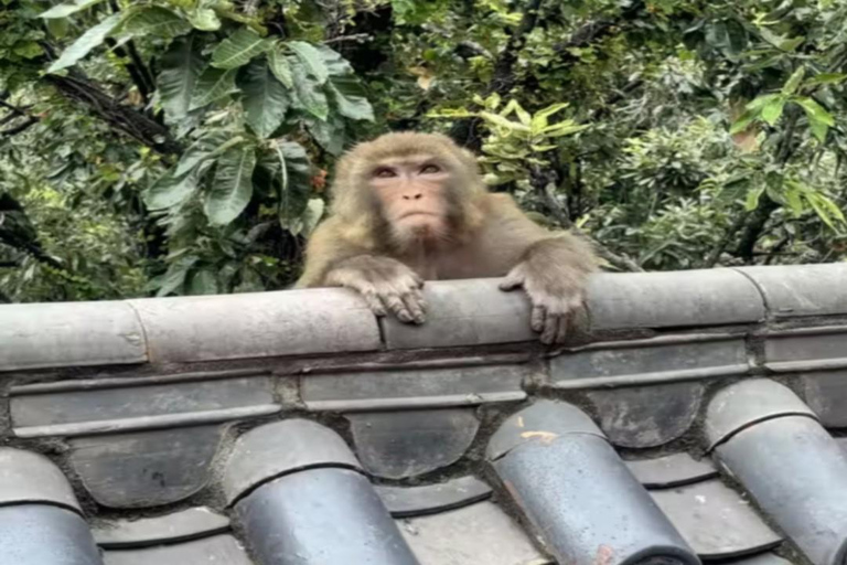 Sichuan: Lushan Mountain Entry Ticket Free Access + Upward Cableway + Downhill Slide