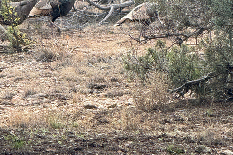Arizona: Tonto National Forest Guided Half-Day Hike