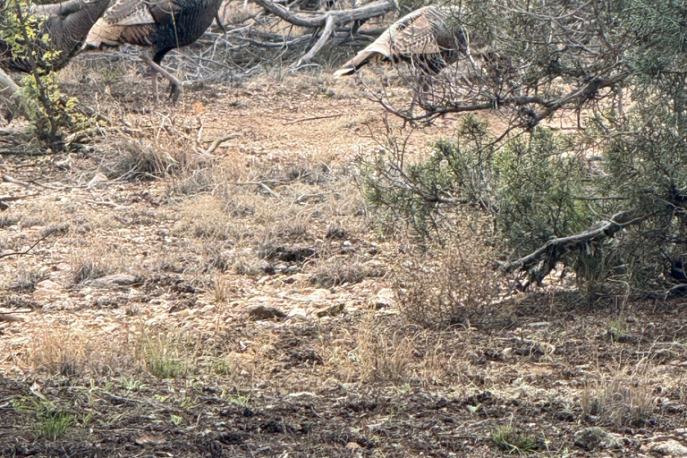 Arizona: Tonto National Forest Guided Half-Day Hike