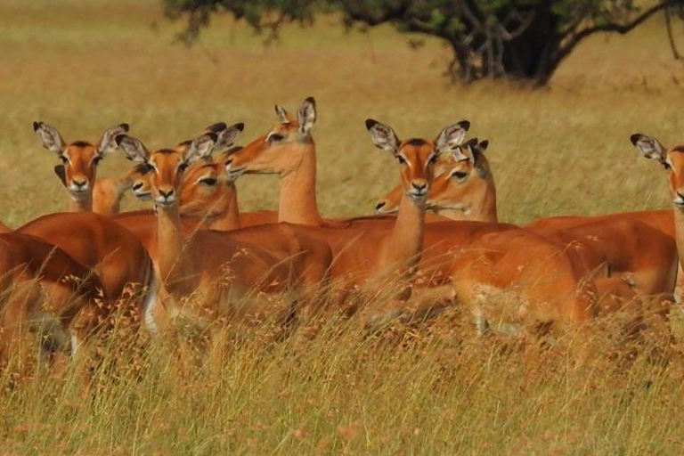 Excursión de un día al Parque Nacional de Mkomazi, hogar del rinoceronte negro