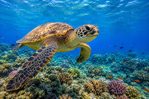 Marsa Alam: Abu Dabbab Beach Full Day Snorkeling Experience Abu Dabbab Beach Half Day Snorkeling Trip