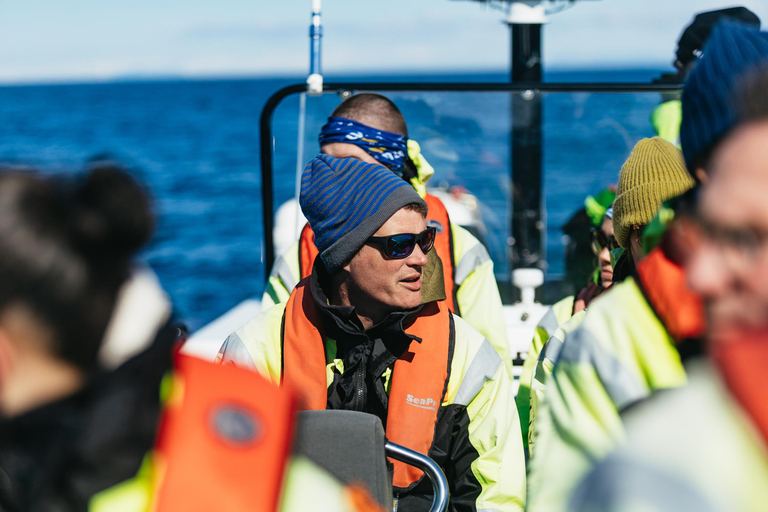 Reykjavik: Walvistour per RIB boot