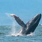 Vancouver: tour di osservazione balene con guida
