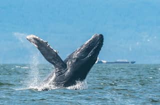 Vancouver: Whale-Watching-Tour mit Guide