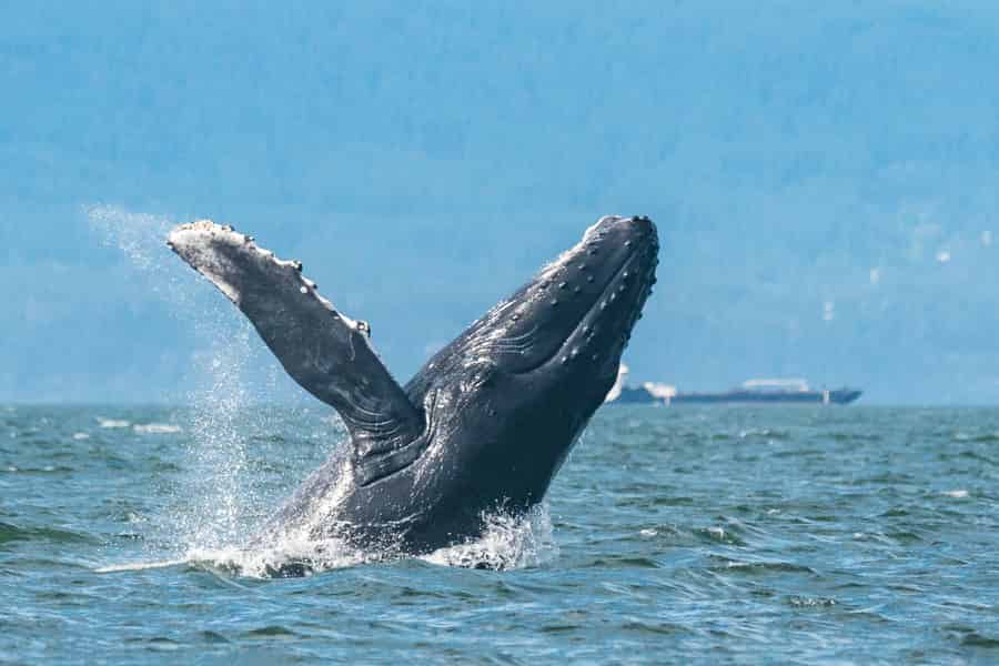Vancouver: Whale Watching Open-Air-Zodiac-Tour mit Guide. Foto: GetYourGuide