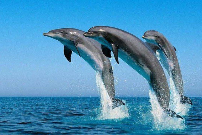 From Mombasa: Kisite Marine Park Dhow Cruise & Snorkeling
