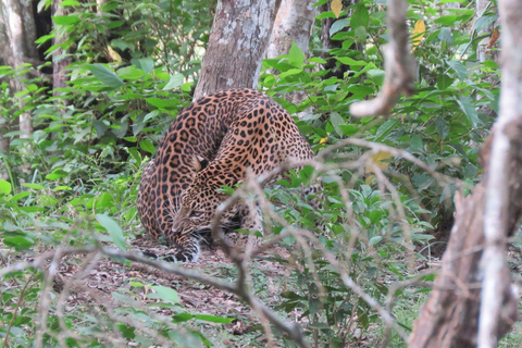 From Galle/Mirissa/Hikkaduwa - Yala Safari - Drop-off : Ella12 h Yala National Park Full Day Safari