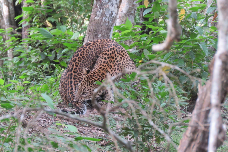 Van Galle/Mirissa/Hikkaduwa - Yala Safari - Vertrekpunt: Ella12 u Yala National Park hele dag safari