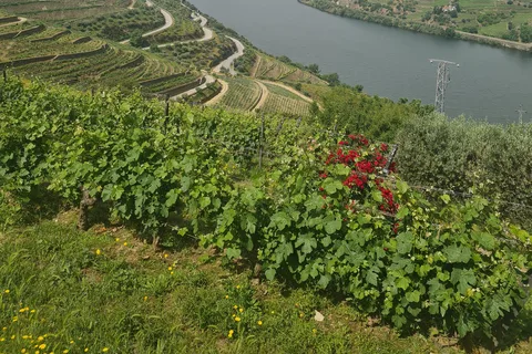 Private tours and transport amazing for you at DOURO Valley