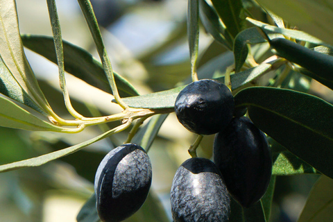 Martina Franca: Masseria Tour with Pasta & Mozzarella Class