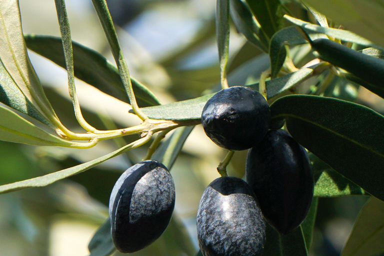 Martina Franca: Masseria Tour with Pasta & Mozzarella Class