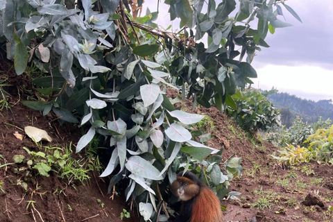 From Kigali: 1 Day Golden Monkey Trek in Volcanoes NP