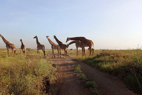 Parque Nacional de Nairobi: medio día en safari para ver leones y rinocerontesParque Nacional de Nairobi: tour privado de medio día