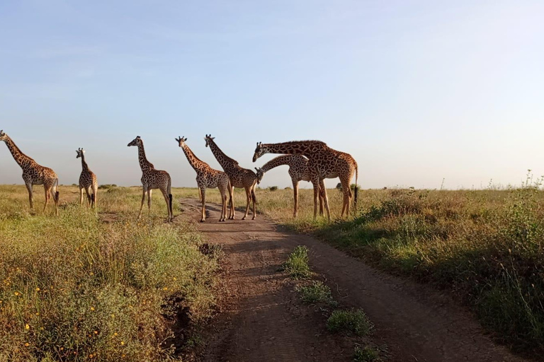 Parque Nacional de Nairobi: medio día en safari para ver leones y rinocerontesParque Nacional de Nairobi: tour privado de medio día