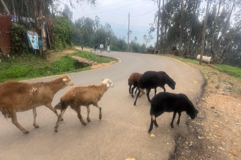 Addis Abeba: Geführte Foodtour mit Kaffeezeremonie