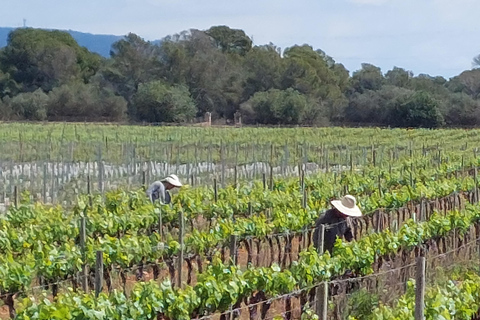 Palma: QI GONG at BODEGAS BORDOY