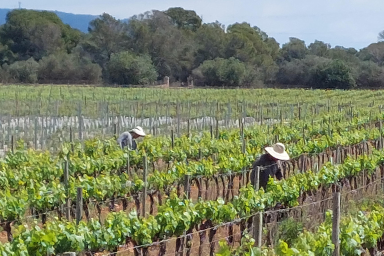 Palma: QI GONG at BODEGAS BORDOY