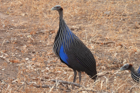 From Nairobi: 3 Days Samburu Wildlife Safari