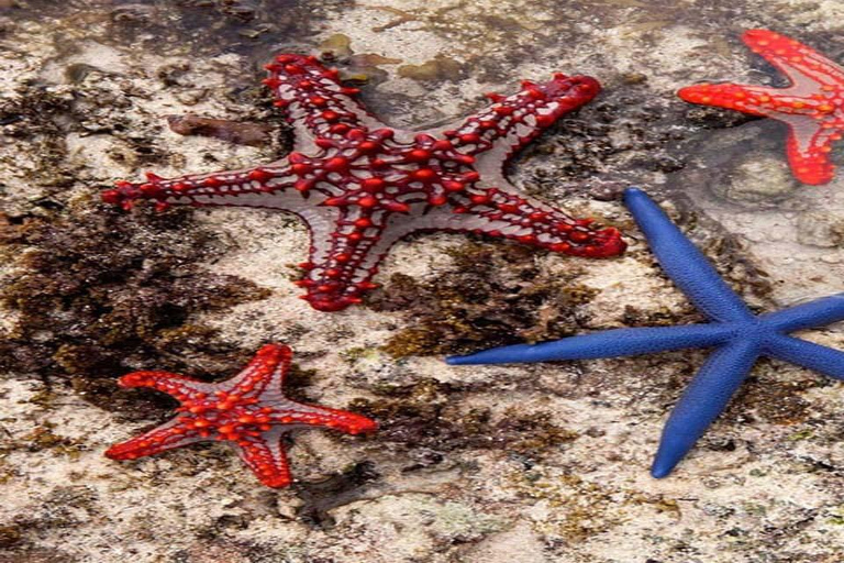 Zanzibar: Starfish, Blue Lagoon i restauracja The Rock