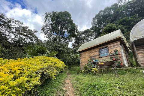 MEDELLÍN : VISITE D&#039;UNE DEMI-JOURNÉE DANS UNE EXPLOITATION FAMILIALE DE CAFÉ