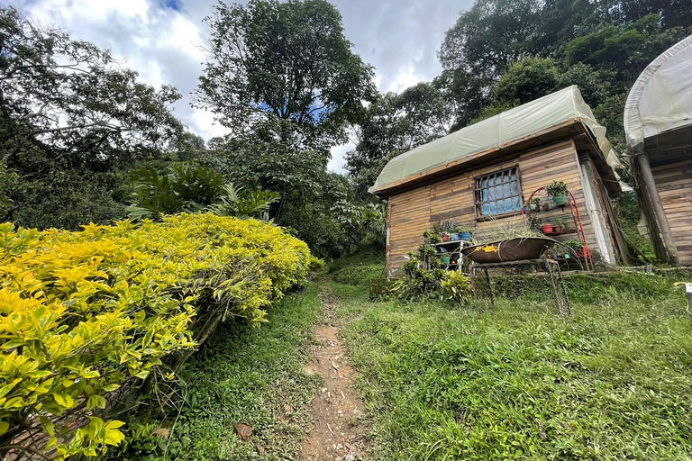 MEDELLÍN: HALVDAGSUTFLYKT TILL KAFFE PÅ LOKAL FAMILJEJORDBRUK