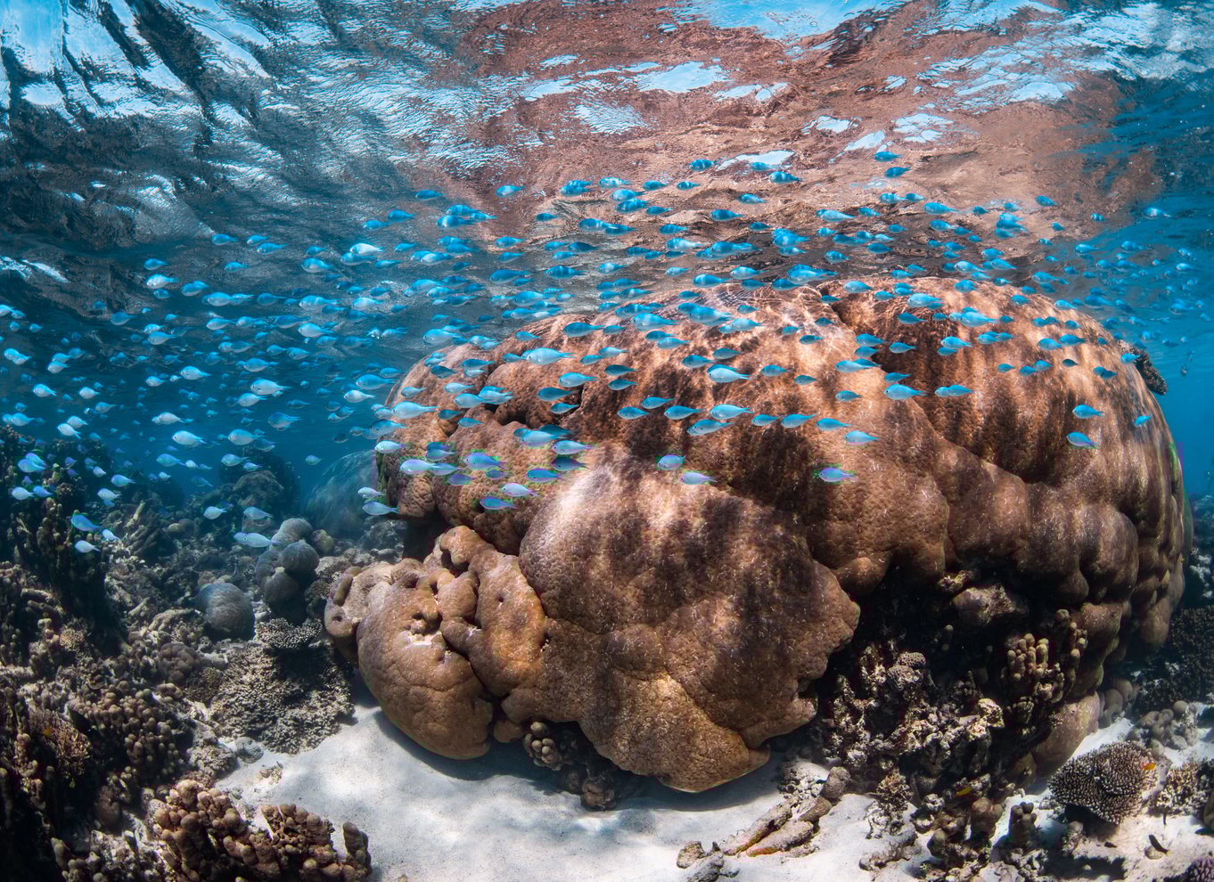Coral Bay: Marine Eco Safari - Svøm med Manta Rays