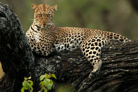 3 days Serengeti & Ngorongoro Crater 3 Days Midrange lodge Safari