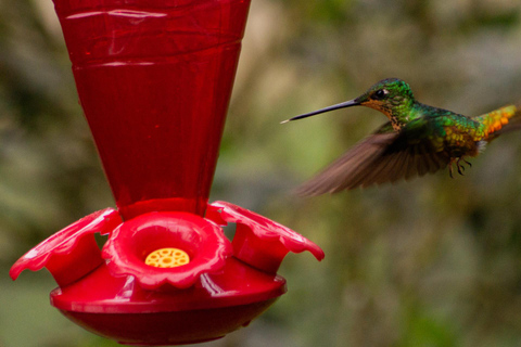 Explore biodiversity in the Chicaque forest Nature Reserve