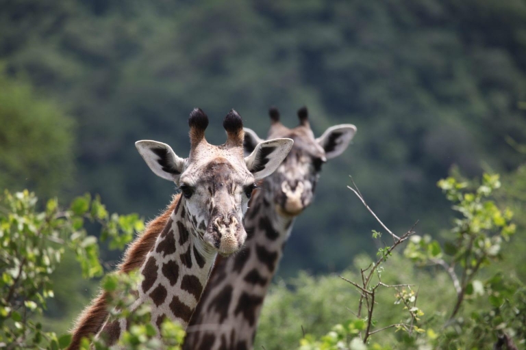 Private Ngorongoro crater day trip