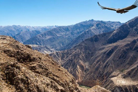 Arequipa: Excursión al Cañón del Colca 2 Días con Final en Puno