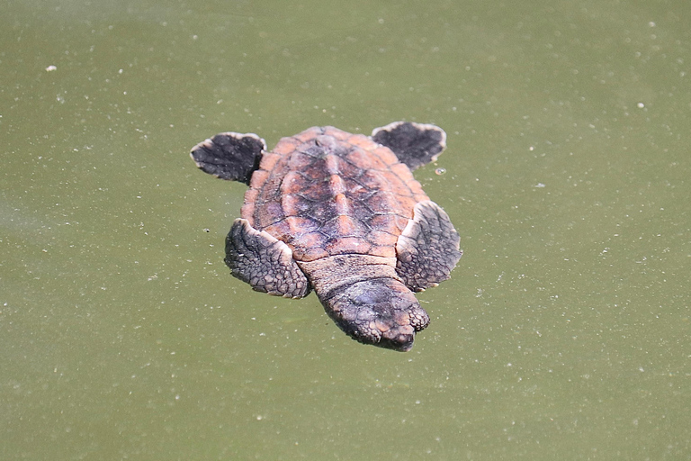 From Naples, FL: Marco Island Mangroves Kayak or Paddle Tour Easy Ride Pedal Kayak Tour