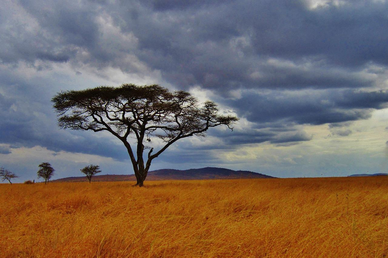 5-dagars gruppsafari Tarangire, Serengeti, Ngorongoro, Manyara