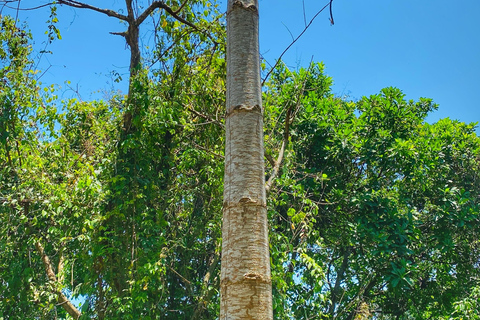 Explore the Magic of Tayronaka: Indigenous Culture, Nature and Adventure